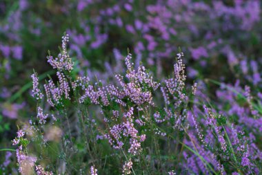 Kempen ormanlarında fundalık bozkırkadar çiçek renkli yakın, Kuzey Brabant, Hollanda, sonbahar günleri