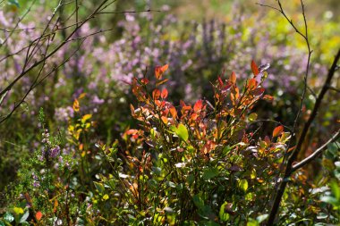 Kempen ormanlarında fundalık bozkırkadar çiçek renkli yakın, Kuzey Brabant, Hollanda, sonbahar günleri