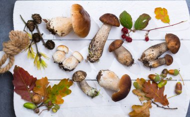 Boletus mantarı, cepe, porcini mantar Beyaz ahşap arka planda, ormandan gelen lezzetli yemekler yıkanmamış