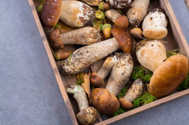 Boletus mantarı, cepe, porcini mantar yıkanmamış üzerinde gri beton arka plan lezzetli yemekler ormanından, sonbahar menüsünde