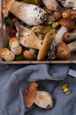 Boletus mantarı, cepe, porcini mantar yıkanmamış üzerinde gri beton arka plan lezzetli yemekler ormanından, sonbahar menüsünde