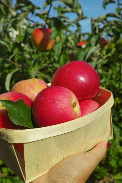 Cosecha Fresca Manzanas Rojas Maduras Orgénicas Trabajos Temporada Huerto Huerto — Foto de Stock