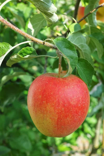 Ένα Μεγάλο Κόκκινο Ώριμο Μήλο Στη Μηλιά Έτοιμο Για Συγκομιδή — Φωτογραφία Αρχείου