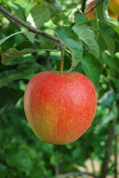 Ένα Μεγάλο Κόκκινο Ώριμο Μήλο Στη Μηλιά Έτοιμο Για Συγκομιδή — Φωτογραφία Αρχείου