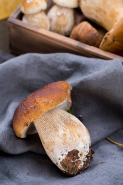 Boletus mantarı, cepe, porcini mantar yıkanmamış üzerinde gri beton arka plan lezzetli yemekler ormanından, sonbahar menüsünde