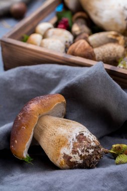 Boletus mantarı, cepe, porcini mantar yıkanmamış üzerinde gri beton arka plan lezzetli yemekler ormanından, sonbahar menüsünde