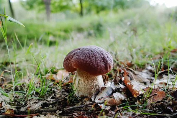Kral mantar - boletus edulis, ormanda porcini mantar, taze ve lezzetli vejetaryen gıda, İtalyan mutfağı