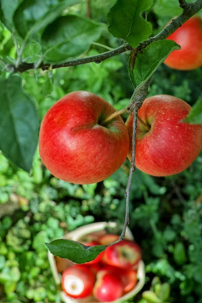 Φρέσκια Συγκομιδή Ορογενών Ώριμων Κόκκινων Μήλων Εποχιακά Έργα Οπωρώνα Φρουτοκήπος — Φωτογραφία Αρχείου