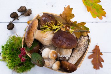 Boletus mantarı, cepe, porcini mantar Beyaz ahşap arka planda, ormandan gelen lezzetli yemekler yıkanmamış
