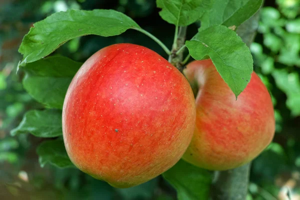 Grandes Pommes Mûres Rouges Sur Pommier Prêtes Être Récoltées Travaux — Photo