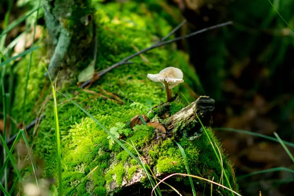 Küçük beyaz mantar ile ormanda eski yosunlu saplama, yakın