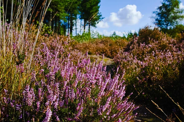 Kempen ormanlarında Heather bozkırları, Kuzey Brabant, Hollanda, sonbahar günleri