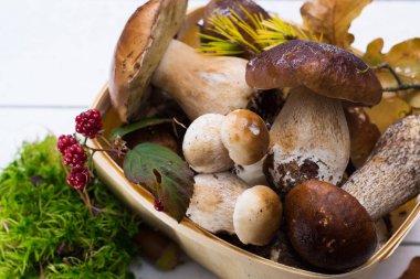 Boletus mantarı, cepe, porcini mantar Beyaz ahşap arka planda, ormandan gelen lezzetli yemekler yıkanmamış