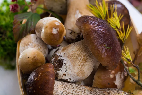 Boletus mantarı, cepe, porcini mantar Beyaz ahşap arka planda, ormandan gelen lezzetli yemekler yıkanmamış
