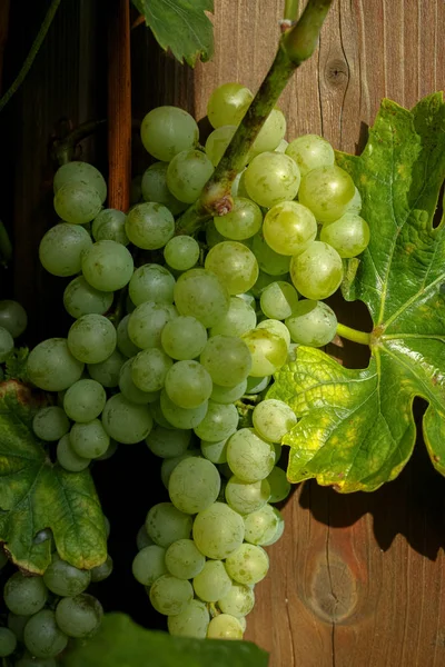 ブドウ畑での白ワインのブドウ栽培 収穫とワイン生産の準備 日曜日 — ストック写真
