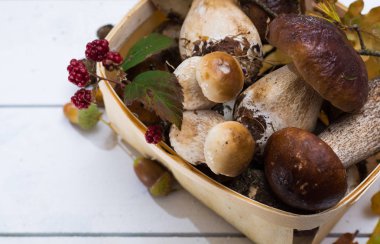 Boletus mantarı, cepe, porcini mantar Beyaz ahşap arka planda, ormandan gelen lezzetli yemekler yıkanmamış