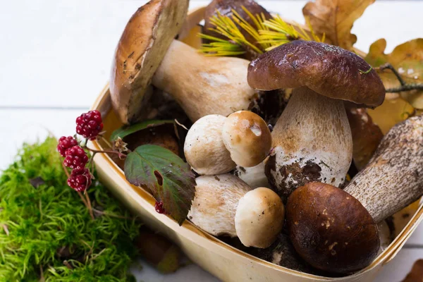 Boletus mantarı, cepe, porcini mantar Beyaz ahşap arka planda, ormandan gelen lezzetli yemekler yıkanmamış