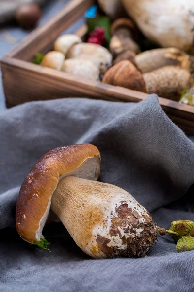 Boletus mantarı, cepe, porcini mantar yıkanmamış üzerinde gri beton arka plan lezzetli yemekler ormanından, sonbahar menüsünde