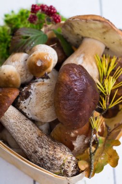 Boletus mantarı, cepe, porcini mantar Beyaz ahşap yıkanmamış