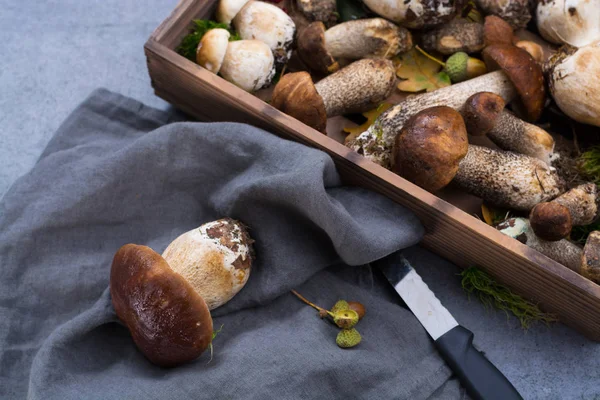 Boletus edulis, cepe, champiñones porcini sin lavar sobre hormigón gris — Foto de Stock