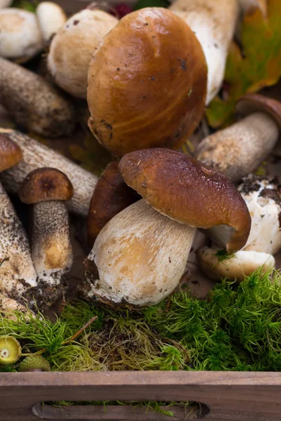 Boletus edulis, cepe, cogumelos porcini não lavados sobre betão cinzento — Fotografia de Stock