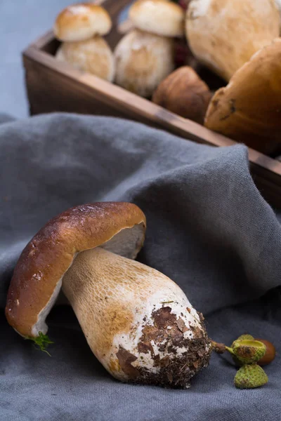 Boletus mantarı, cepe, porcini mantar üzerinde gri beton yıkanmamış