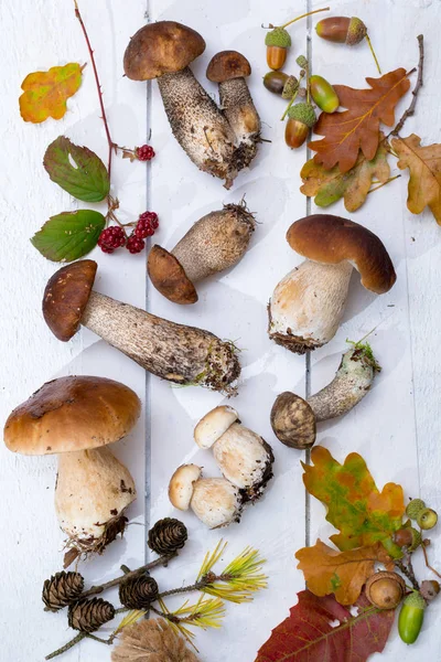 Boletus mantarı, cepe, porcini mantar Beyaz ahşap yıkanmamış