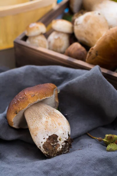 Boletus mantarı, cepe, porcini mantar üzerinde gri beton yıkanmamış