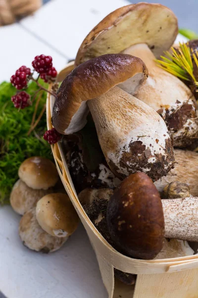 Boletus mantarı, cepe, porcini mantar Beyaz ahşap yıkanmamış