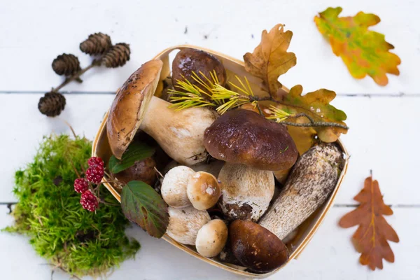Boletus mantarı, cepe, porcini mantar Beyaz ahşap yıkanmamış