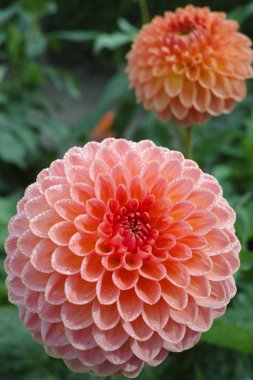 Çiçek üzerinde pembe gül dahlia çiçek, Güzel buket veya bahçeden dekorasyon