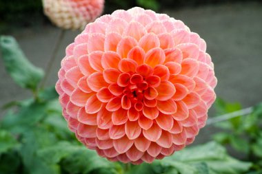 Çiçek üzerinde pembe gül dahlia çiçek, Güzel buket veya bahçeden dekorasyon