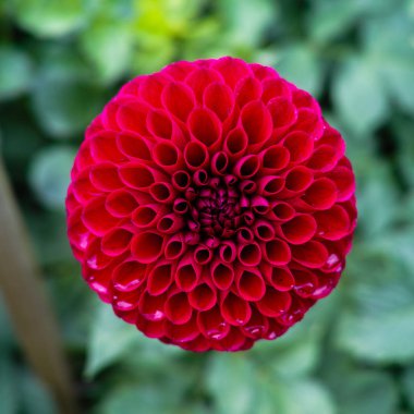 Çiçek üzerinde pembe gül dahlia çiçek, Güzel buket veya bahçeden dekorasyon