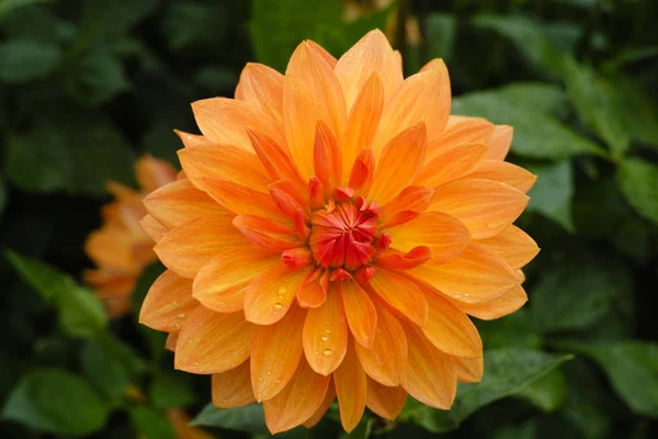 Saumon Fleur Dahlia Orange Sur Plante Beau Bouquet Décoration Jardin — Photo