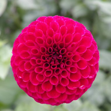 Çiçek üzerinde pembe gül dahlia çiçek, Güzel buket veya bahçeden dekorasyon