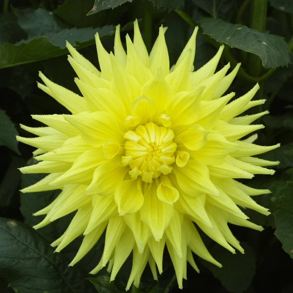 Fleur Dahlia Jaune Sur Plante Bouquet Beatyful Décoration Jardin — Photo