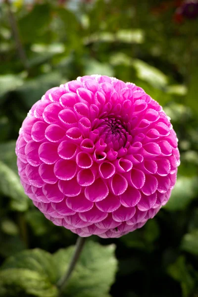 Çiçek üzerinde pembe gül dahlia çiçek, Güzel buket veya bahçeden dekorasyon