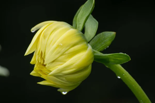 Желтый Цветок Георгины Растении Яркий Букет Украшение Сада — стоковое фото
