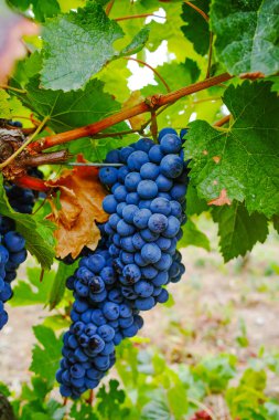 Olgun kırmızı şarap üzüm hasat hazır