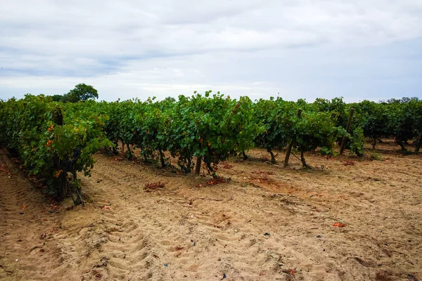 Vino Tinto Maduro Listo Para Cosechar Sur Francia Viñedo Arena —  Fotos de Stock