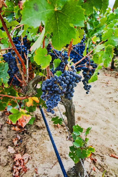 Ripe red wine grape ready to harvest, sandy vineyard in Camargue — Stock Photo, Image