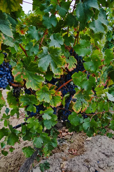 Rijpe rode wijn druif klaar voor oogst, zandige wijngaard in Camargue — Stockfoto