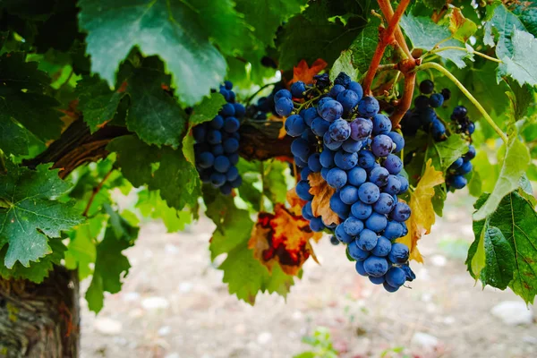 Uva de vino tinto madura lista para cosechar — Foto de Stock