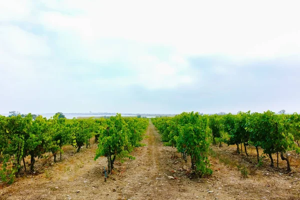 Güney Fransa, Montpellier yakınlarındaki Domaine de Maguelone 'deki üzüm bağı., — Stok fotoğraf