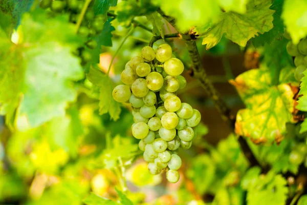 Vin blanc raisin dans le vignoble — Photo