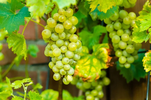 Uva Vinho Branca Orgénica Madura Vinha Pronta Para Colheita Produção — Fotografia de Stock