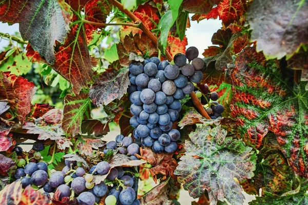Los colores otoñales - las uvas de vino tinto en los viñedos de arena, Camargue, Pr — Foto de Stock
