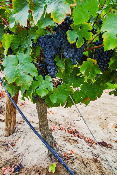 Uva de vino tinto madura lista para cosechar, viñedo arenoso en Camargue — Foto de Stock