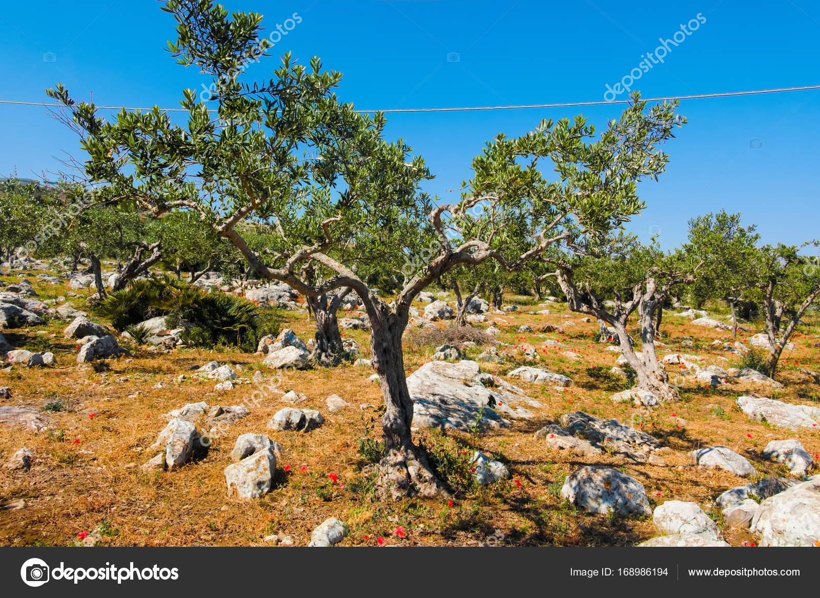 Big And Old Ancient Olive Tree In The Olive Garden In Mediterran