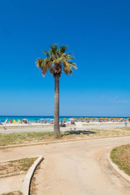 Mavi gökyüzü arka plan ile büyük bir palmiye ağacı